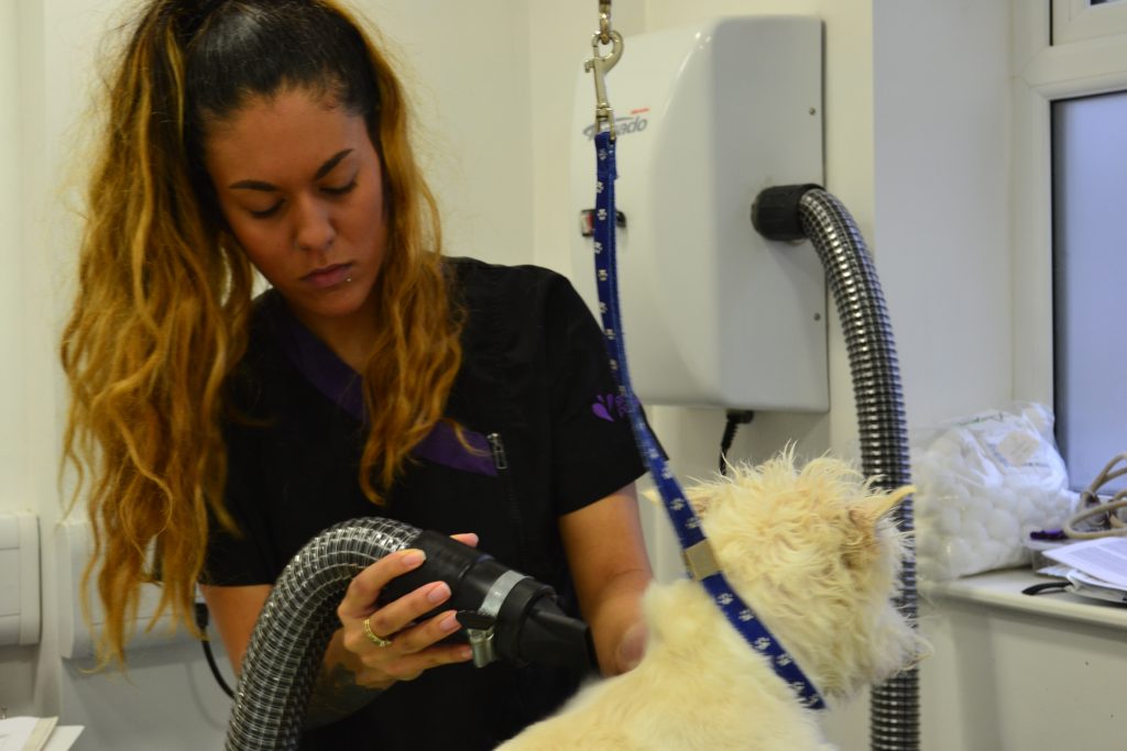 DSC_0595 Heavenlyz Animal & Dog Grooming Training Courses