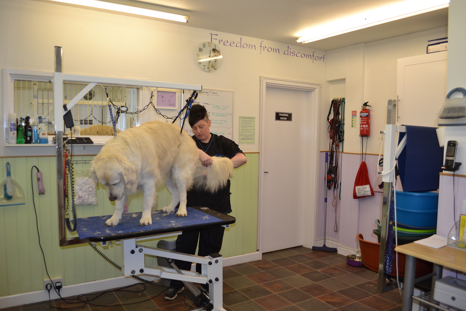 DSC_0754 Heavenlyz Animal & Dog Grooming Training Courses