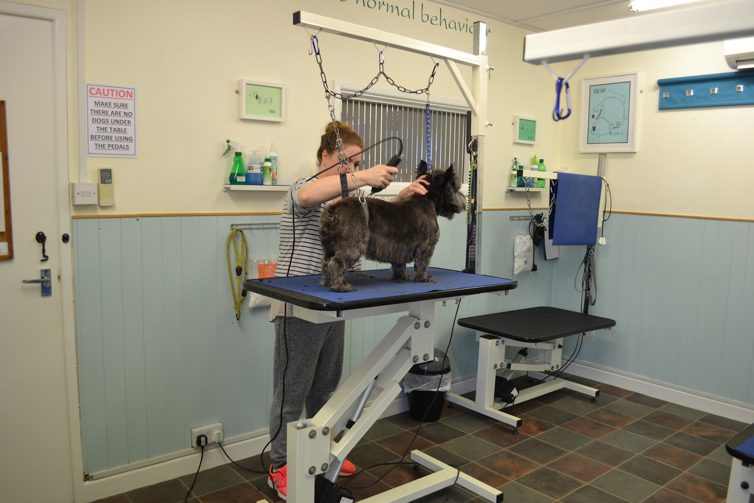 DSC_0757 Heavenlyz Animal & Dog Grooming Training Courses